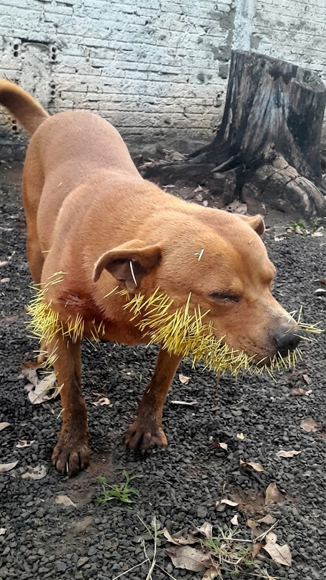 Thor's Recovery: Overcoming a Porcupine Attack with Community Support