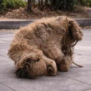Rescued Dog Reveals His True Self After Extensive Grooming