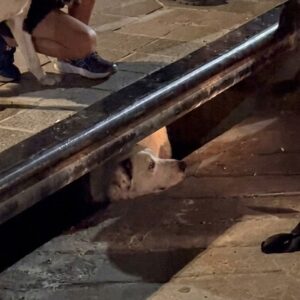 Stranded Dog Rescued After Guardian's Relentless Barking