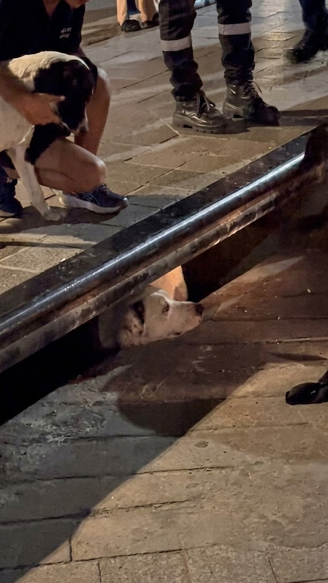 Stranded Dog Rescued After Guardian's Relentless Barking