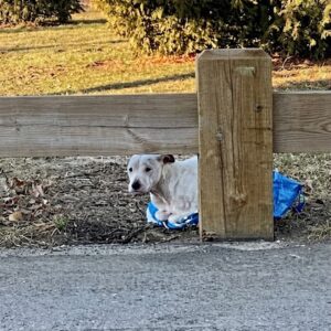 Lincoln's Transformation: From Abandonment to Joy in Just One Week