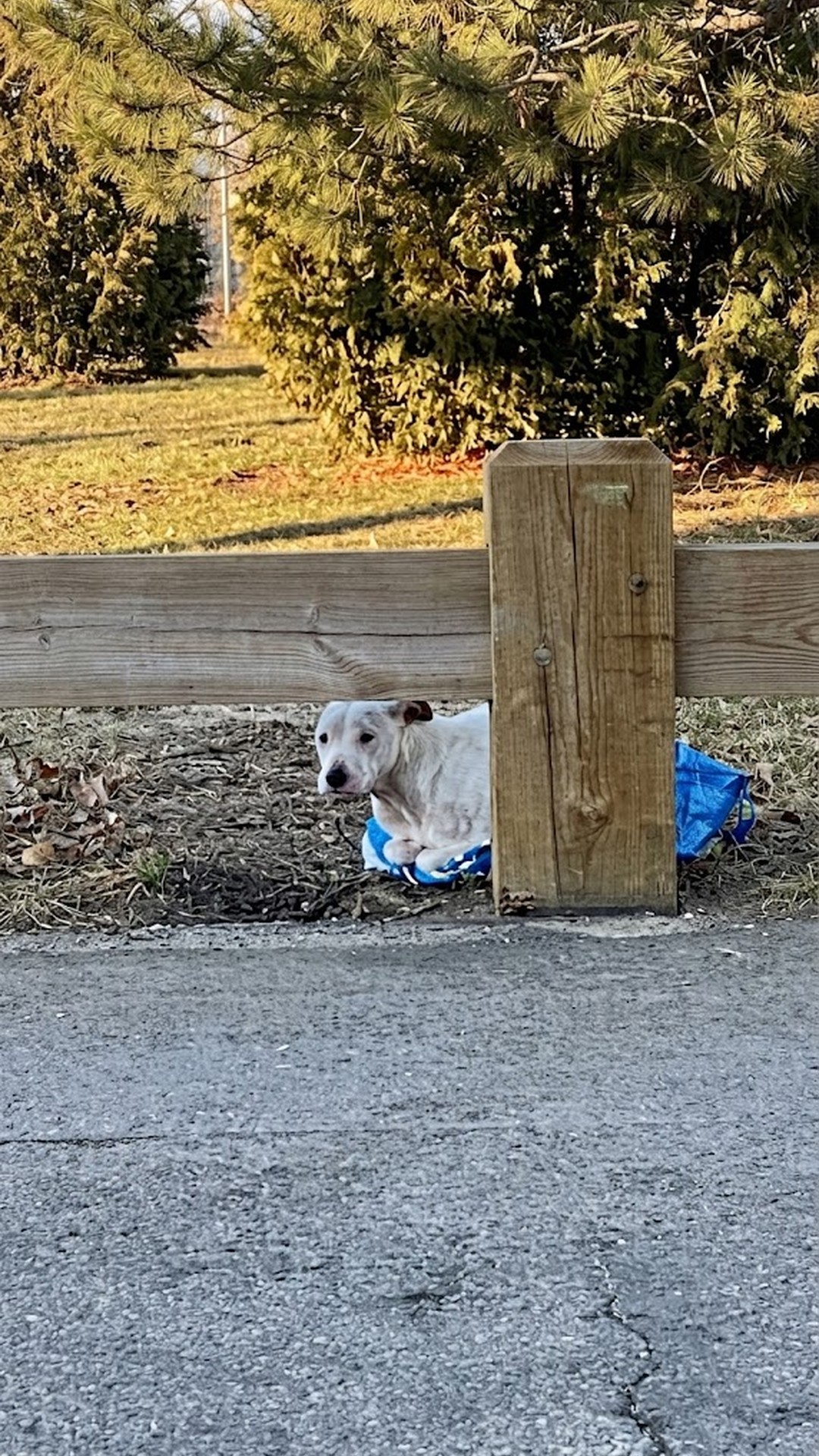 Lincoln's Transformation: From Abandonment to Joy in Just One Week