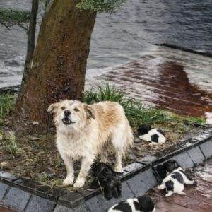 Overcoming Stormy Nights Yuan and Her Puppies Find Safety and Joy