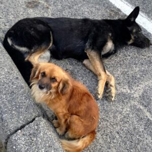 Stray Dog Guards Injured Friend on California Highway, Unveiling Hidden Pregnancy
