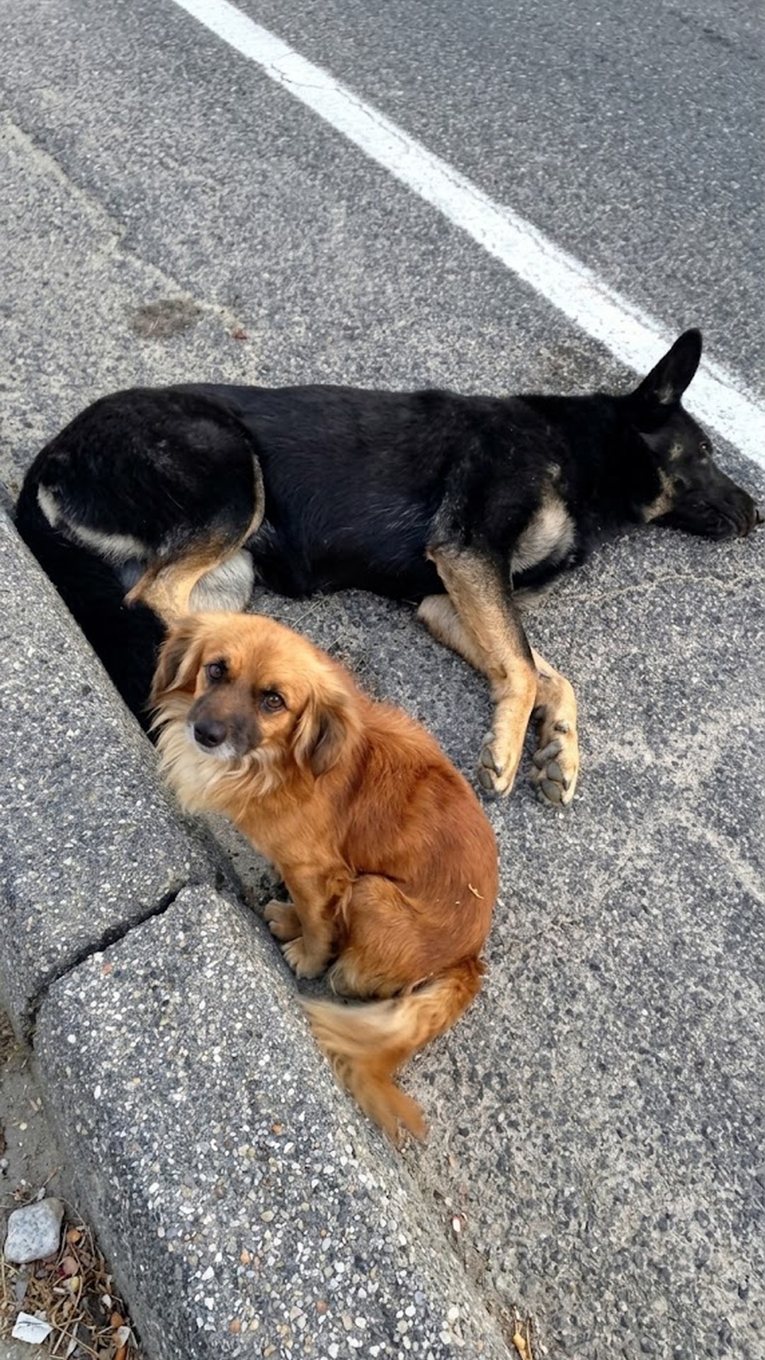Stray Dog Guards Injured Friend on California Highway, Unveiling Hidden Pregnancy
