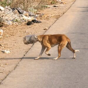 Stray Dog Freed from Plastic Jar After Struggle on Roadside