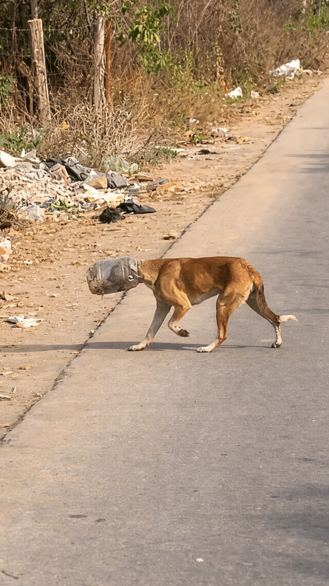 Stray Dog Freed from Plastic Jar After Struggle on Roadside