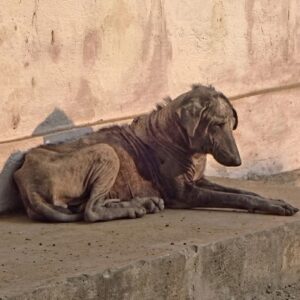 Stray Dog Rescued from Udaipur Streets Transforms Through Gentle Care