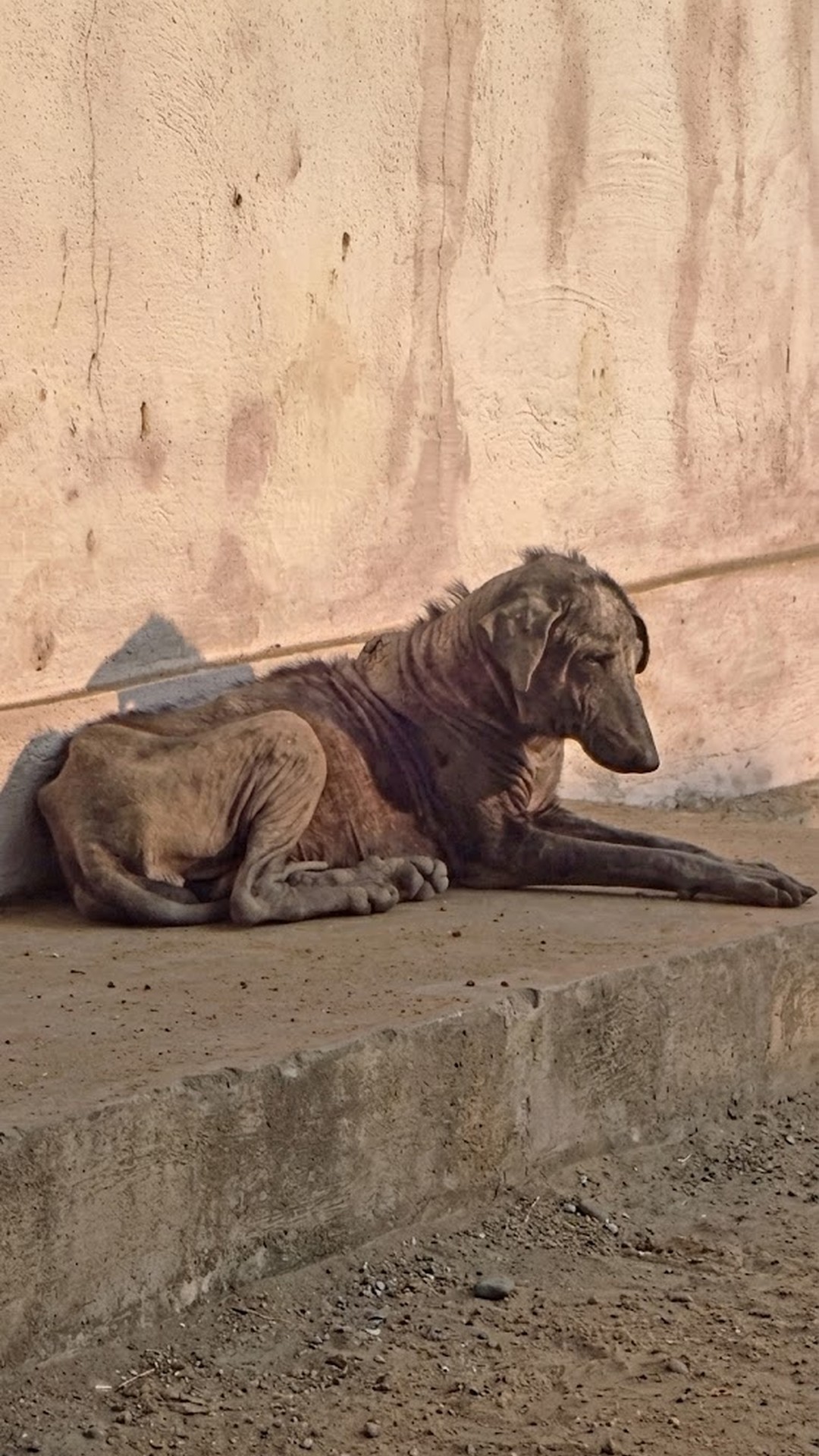 Stray Dog Rescued from Udaipur Streets Transforms Through Gentle Care