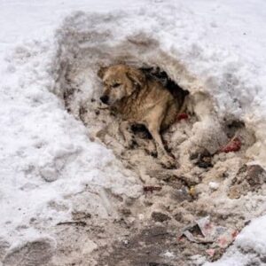 Mishka Runs Free in the Snow After Months of Rehabilitation