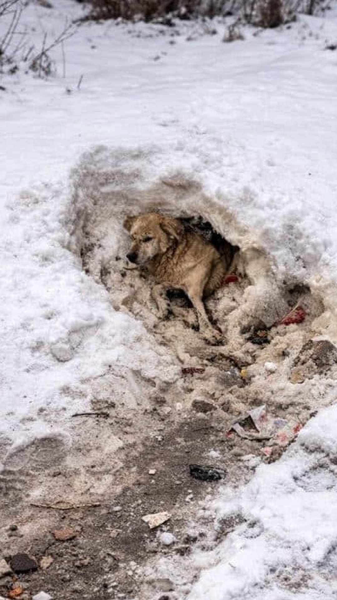 Mishka Runs Free in the Snow After Months of Rehabilitation