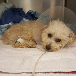 Cora Rose: The Two-Legged Poodle Who Learned to Hop After Tragedy
