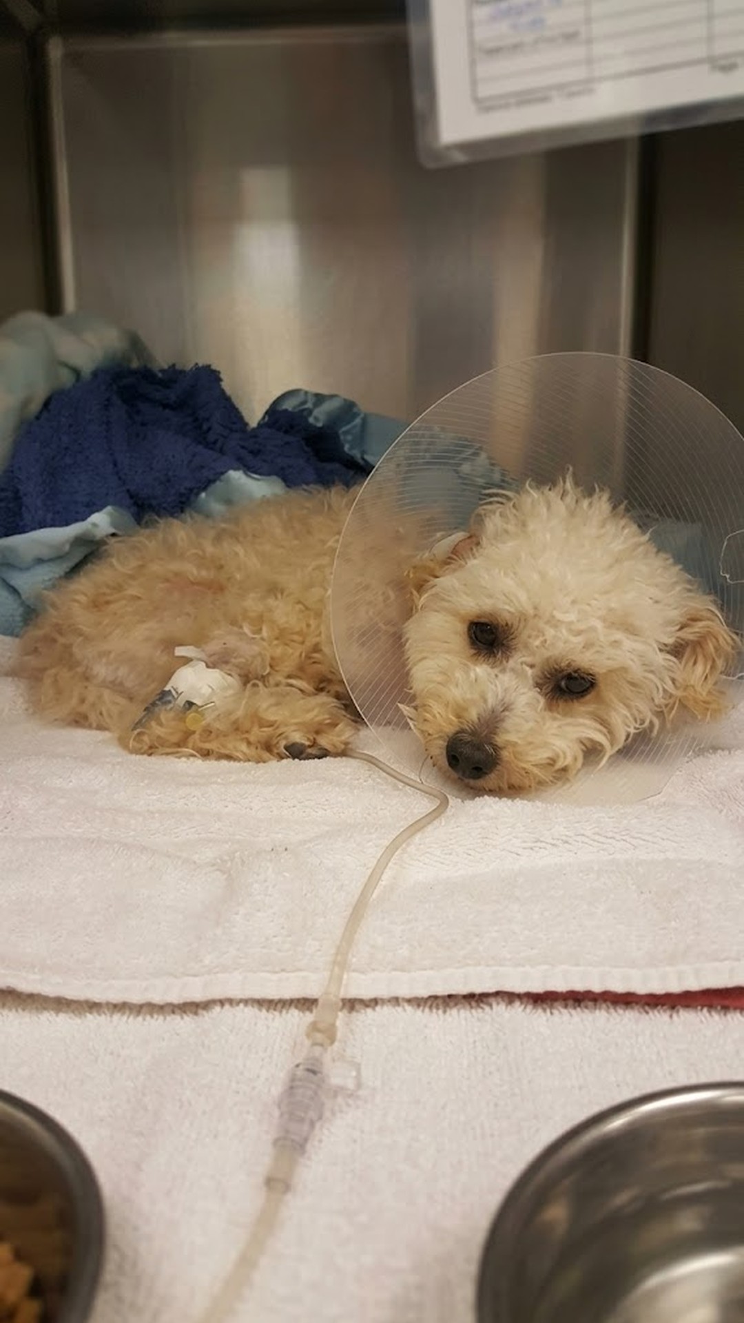 Cora Rose: The Two-Legged Poodle Who Learned to Hop After Tragedy