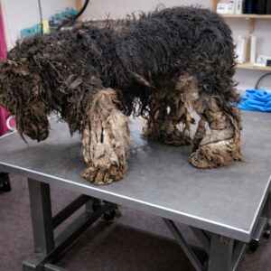 Rescuers Discover Small Dog Hidden Beneath Layers of Matted Fur
