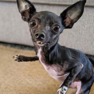 Freddie Mercury: The Chihuahua Who Touched Hearts with a Gentle Lick