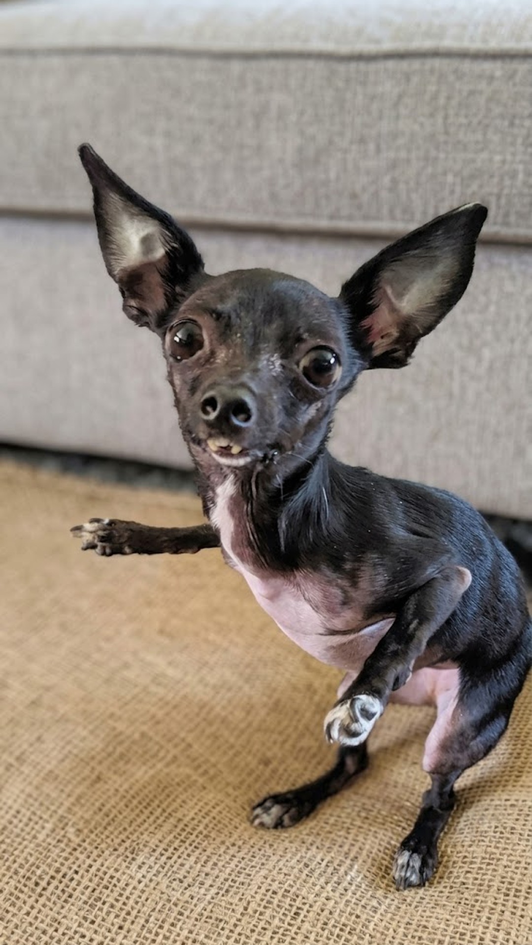 Freddie Mercury: The Chihuahua Who Touched Hearts with a Gentle Lick