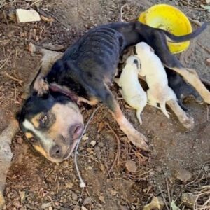 Khaleesi’s Unyielding Care for Her Newborn Puppies Amidst Adversity
