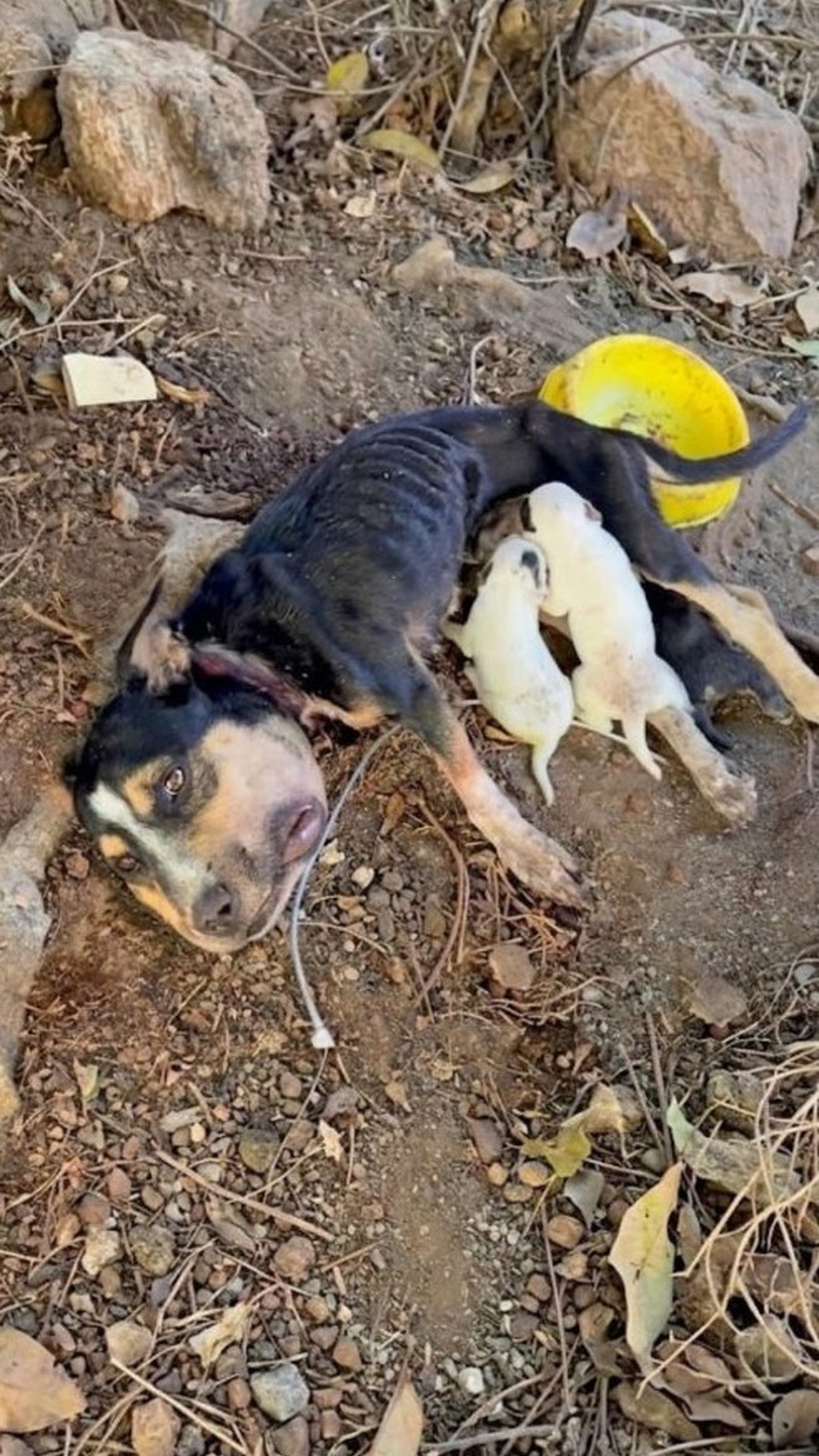 Khaleesi’s Unyielding Care for Her Newborn Puppies Amidst Adversity