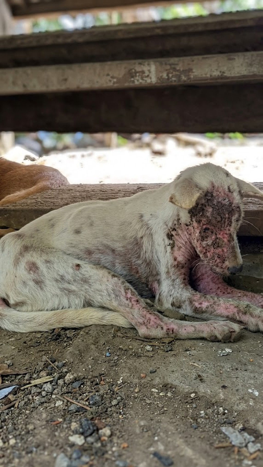 Miracle the Dog Captivates on Britain’s Got Talent After Shocking Rescue