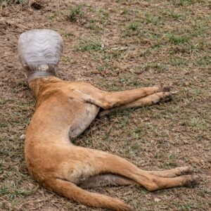 Stray Dog Escapes Life-Threatening Plastic Jar After Patient Rescue