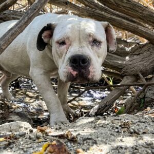 Tarzan's Rescue: From Starvation by the Freeway to Recovery in 10 Days