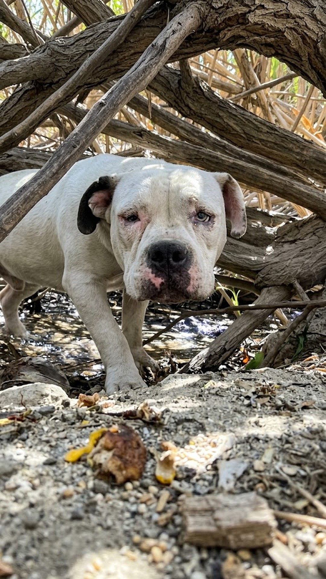 Tarzan's Rescue: From Starvation by the Freeway to Recovery in 10 Days