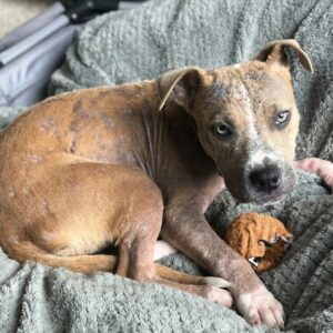 From Terrified Stray to Joyful Companion: Sage's Rescue Journey