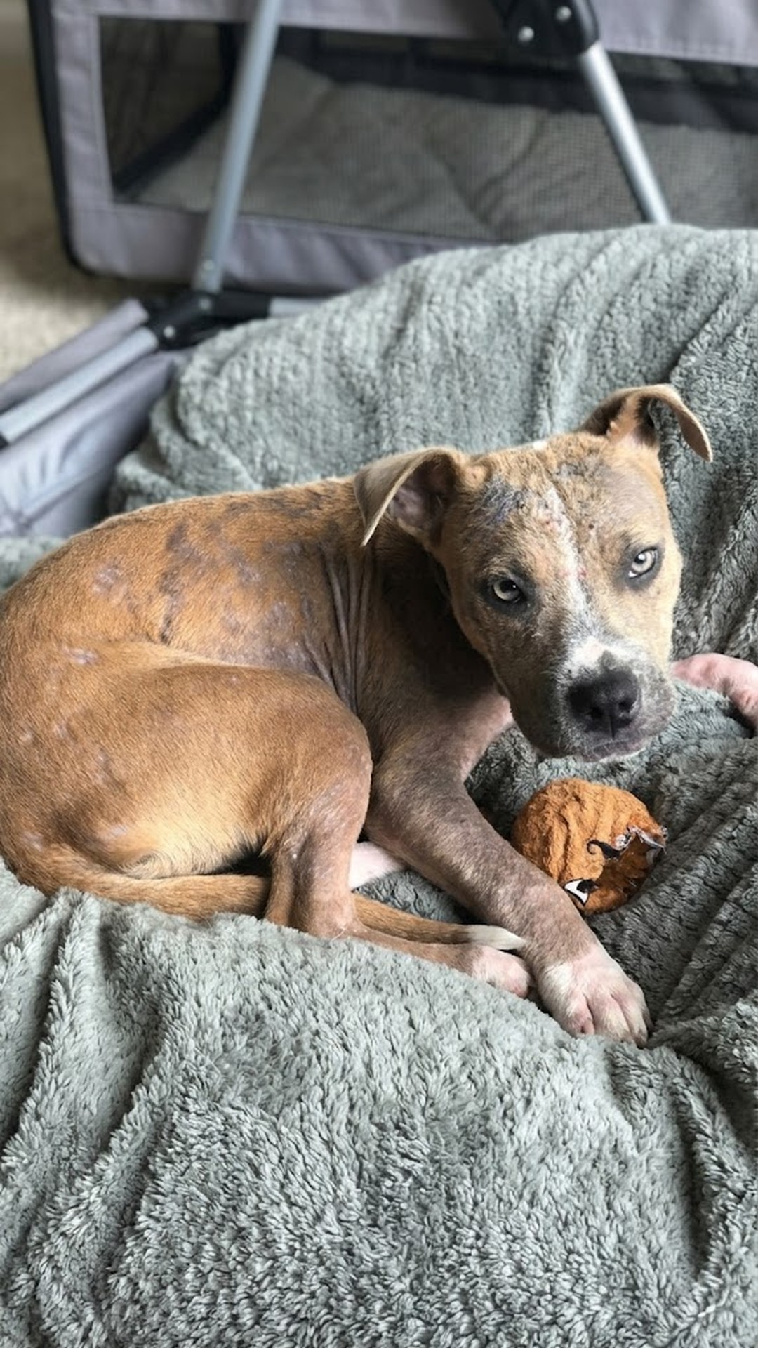 From Terrified Stray to Joyful Companion: Sage's Rescue Journey