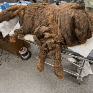 Rescued Dog Transforms After Shedding 15 Kilograms of Fur