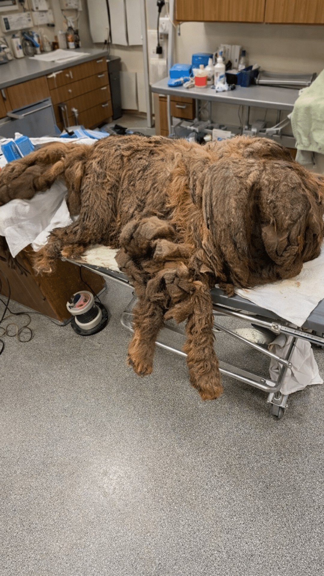 Rescued Dog Transforms After Shedding 15 Kilograms of Fur