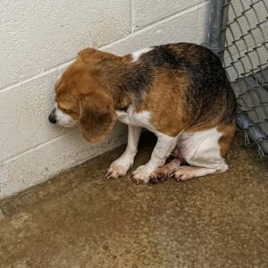 Noodles the Beagle's Journey from Isolation to Joy in Just Six Weeks