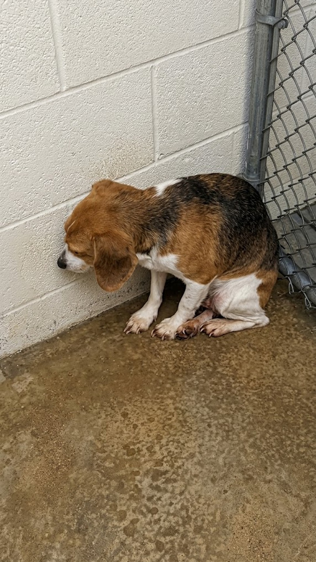 Noodles the Beagle's Journey from Isolation to Joy in Just Six Weeks