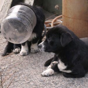 Rescue Team Saves Dog Trapped in Plastic Jar with Loyal Companion Nearby