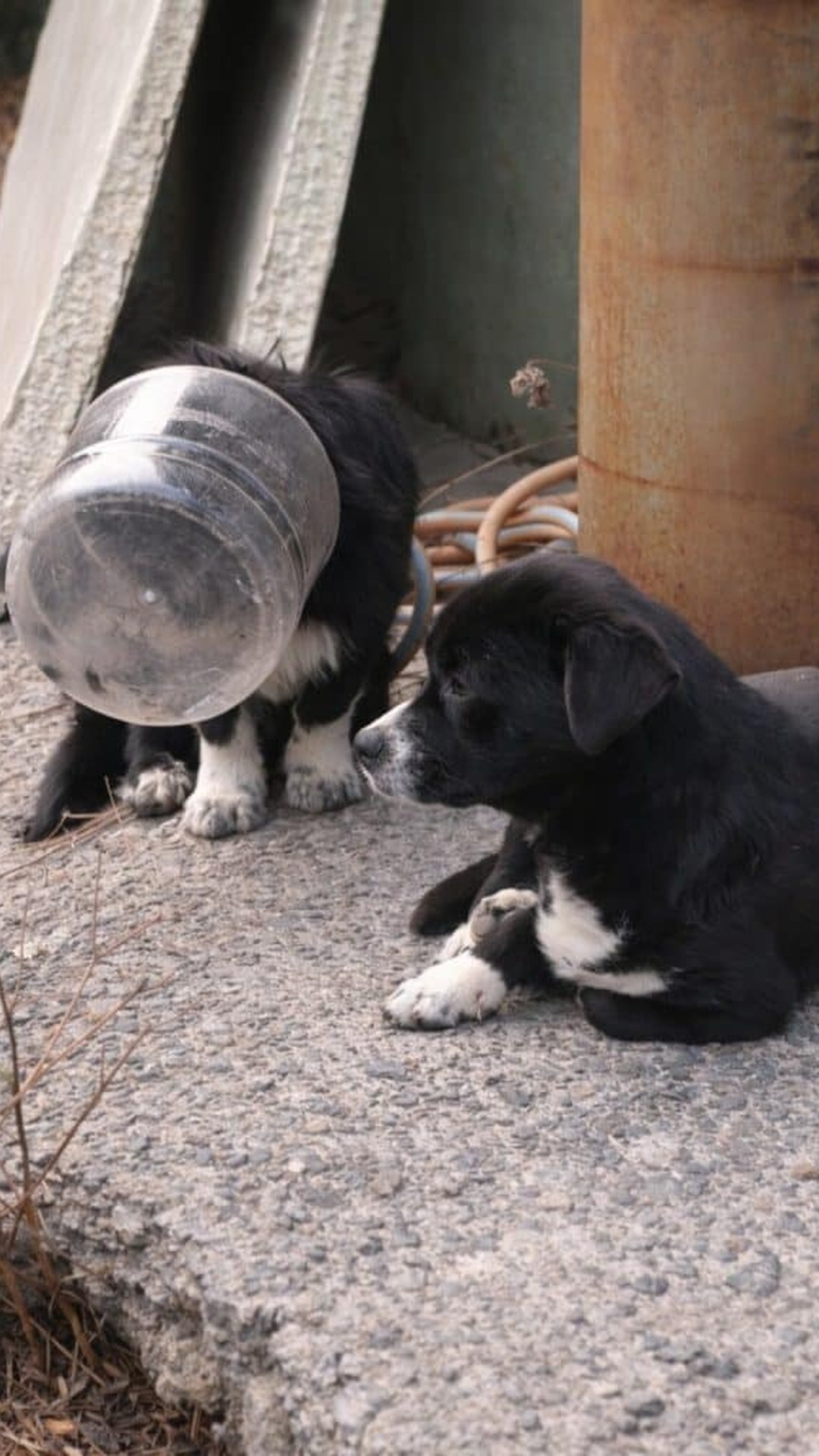 Rescue Team Saves Dog Trapped in Plastic Jar with Loyal Companion Nearby