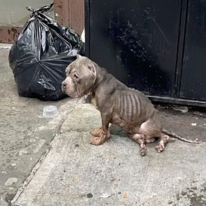 Weber's Transformation: From Abandoned and Broken to a Loving Companion in Weeks