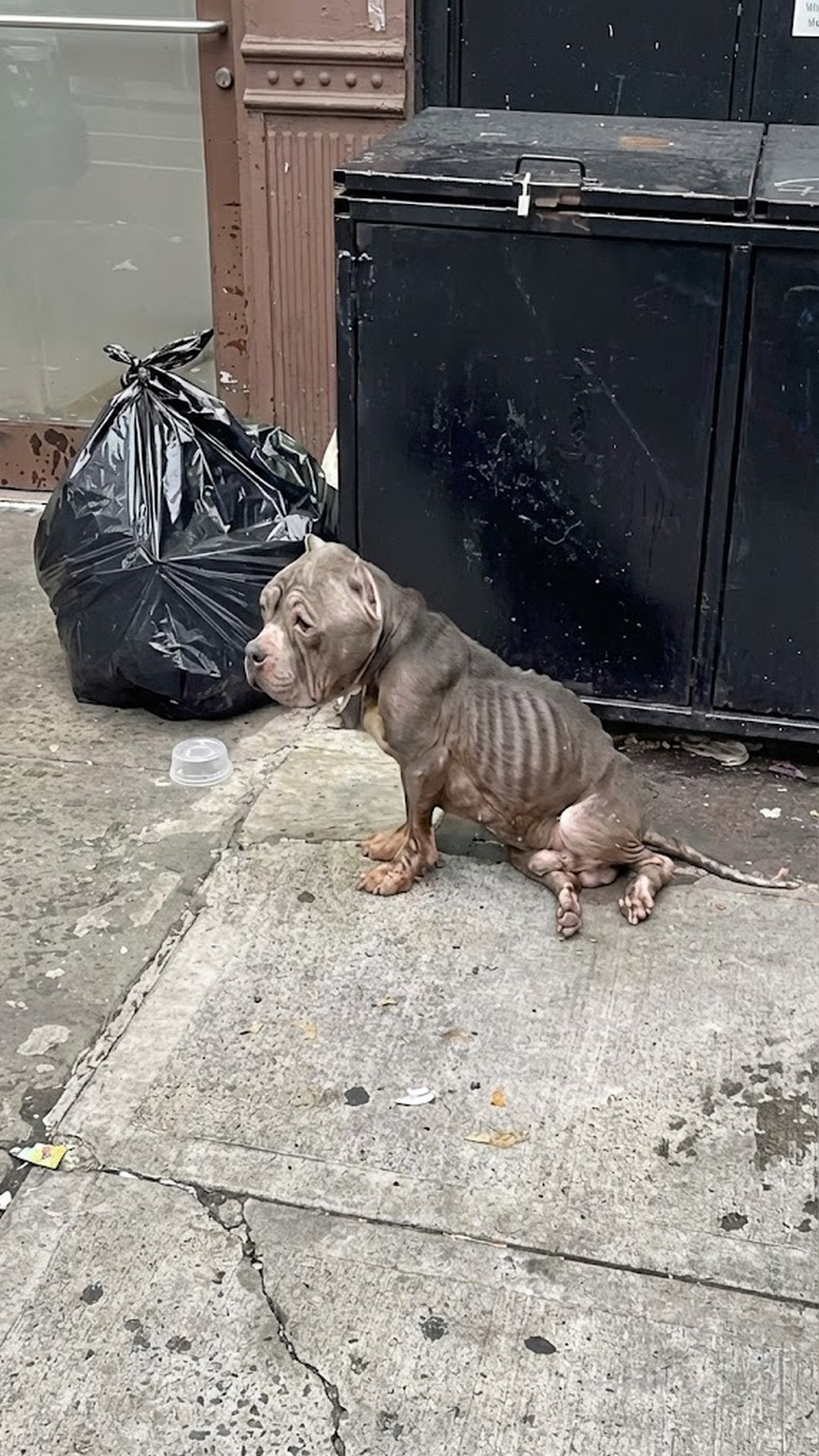 Weber's Transformation: From Abandoned and Broken to a Loving Companion in Weeks