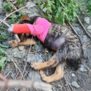 Rescue Team Finds Abandoned Puppy Crying Alone in the Woods