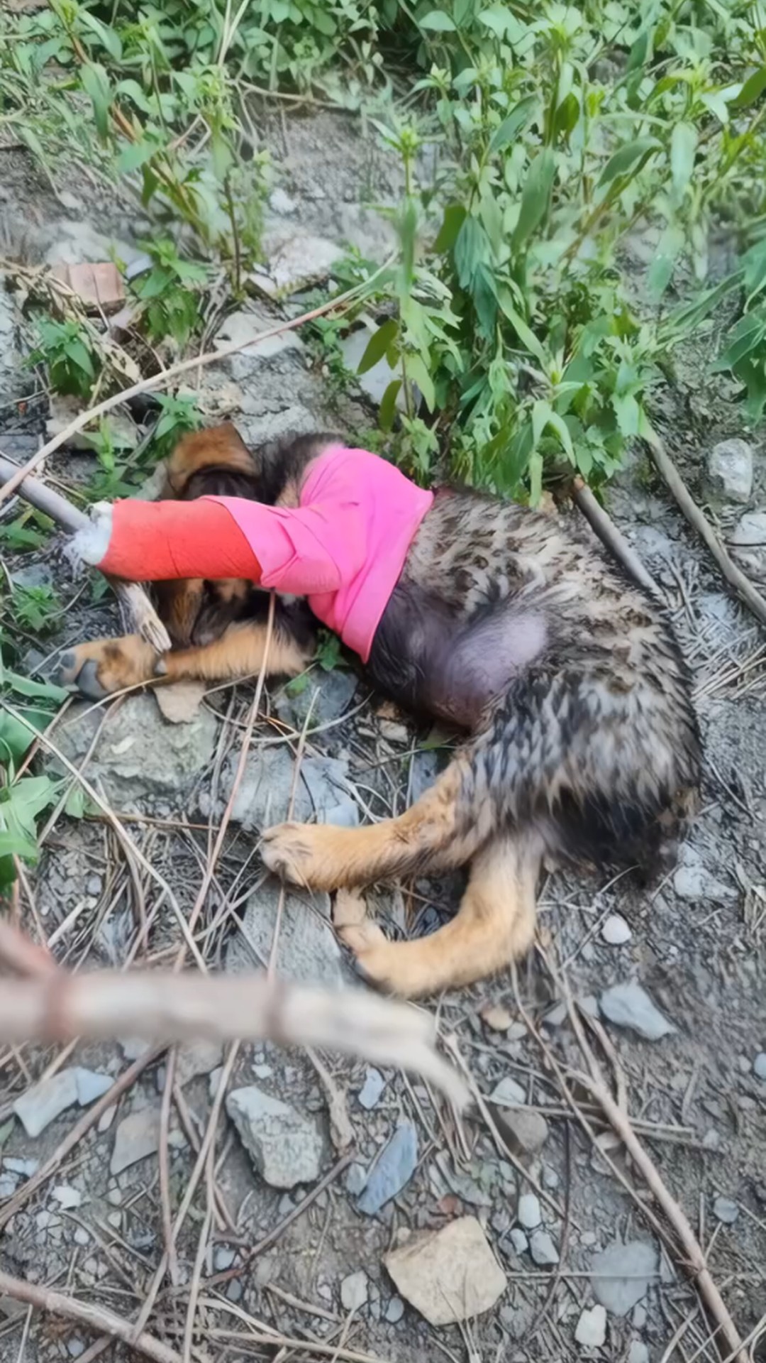 Rescue Team Finds Abandoned Puppy Crying Alone in the Woods