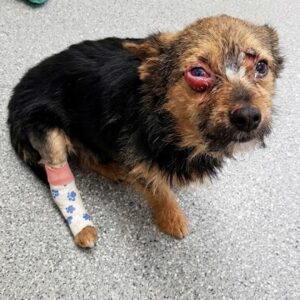 Lost Chihuahua Found by Roadside After Days of Cruelty