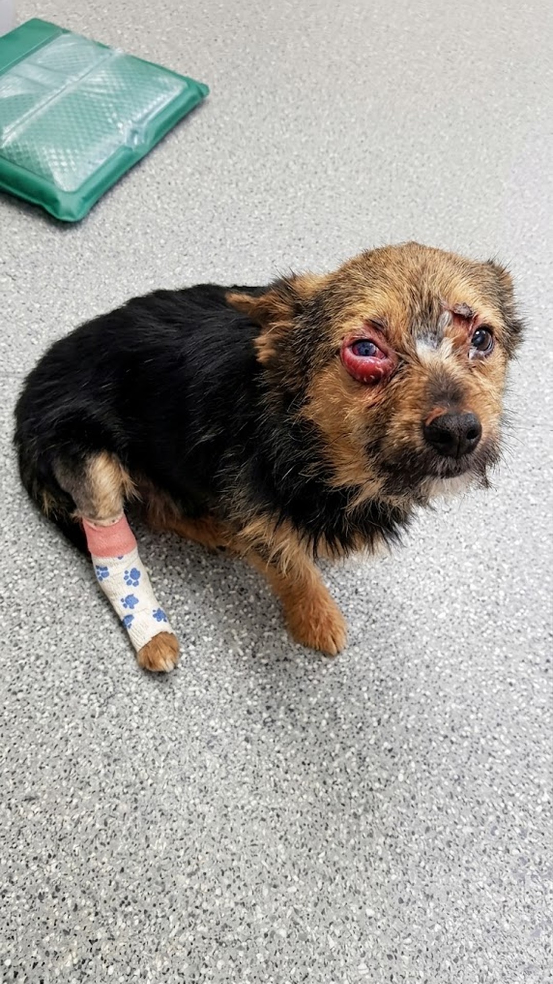 Lost Chihuahua Found by Roadside After Days of Cruelty