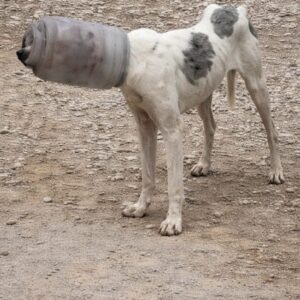 Rescue Team Finds Dog Trapped in Plastic Jar in Cleveland