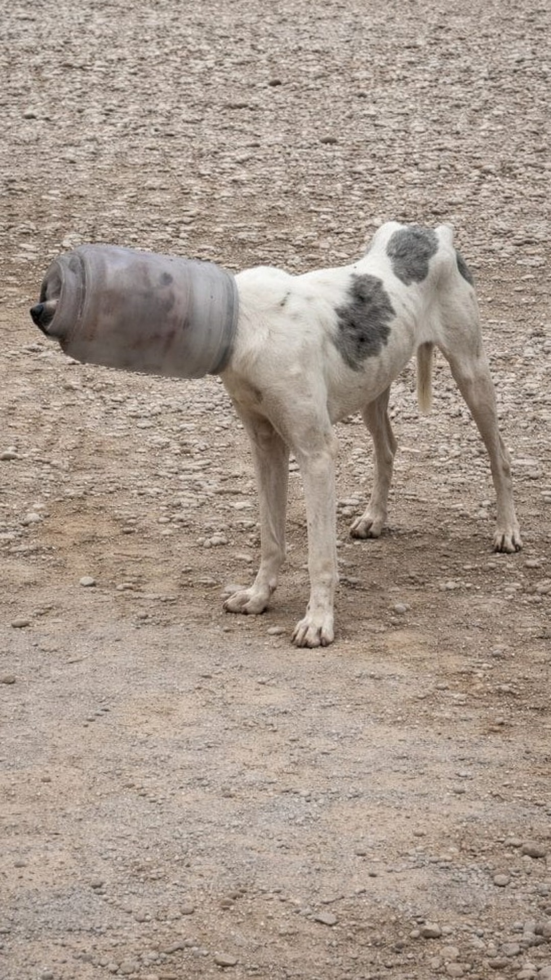 Rescue Team Finds Dog Trapped in Plastic Jar in Cleveland