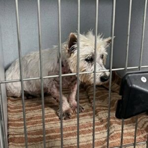 Lily's First Steps onto a Soft Bed After 11 Years in a Cage