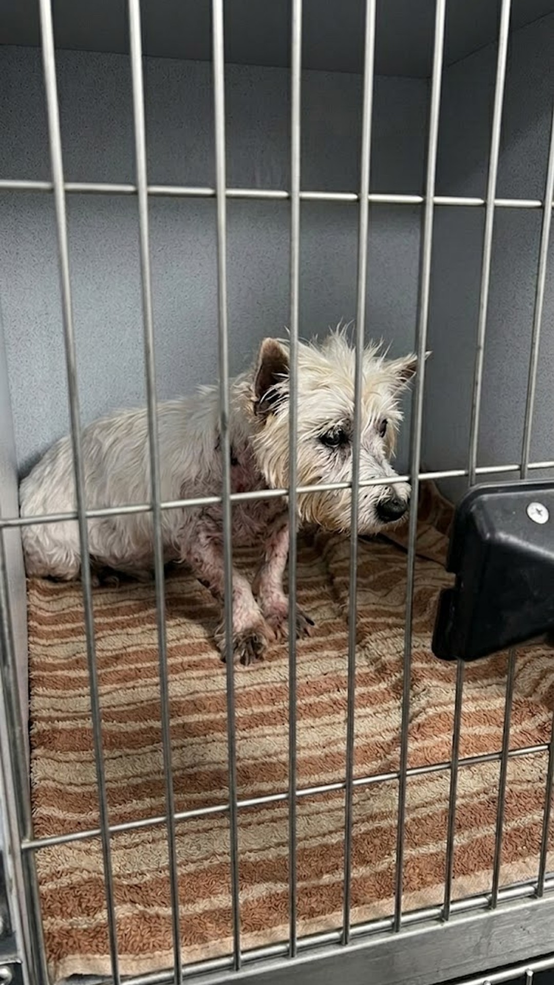 Lily's First Steps onto a Soft Bed After 11 Years in a Cage