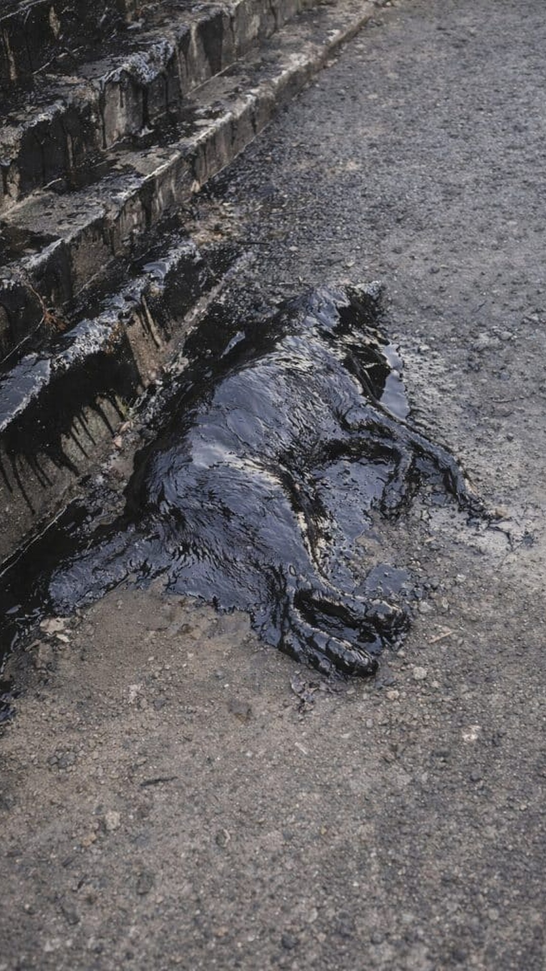 Aloe’s Remarkable Tail Wag Signals Her Trust After Rescue