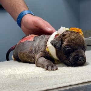 Puppy Named Hope Takes First Steps After Rescue from Dumpster