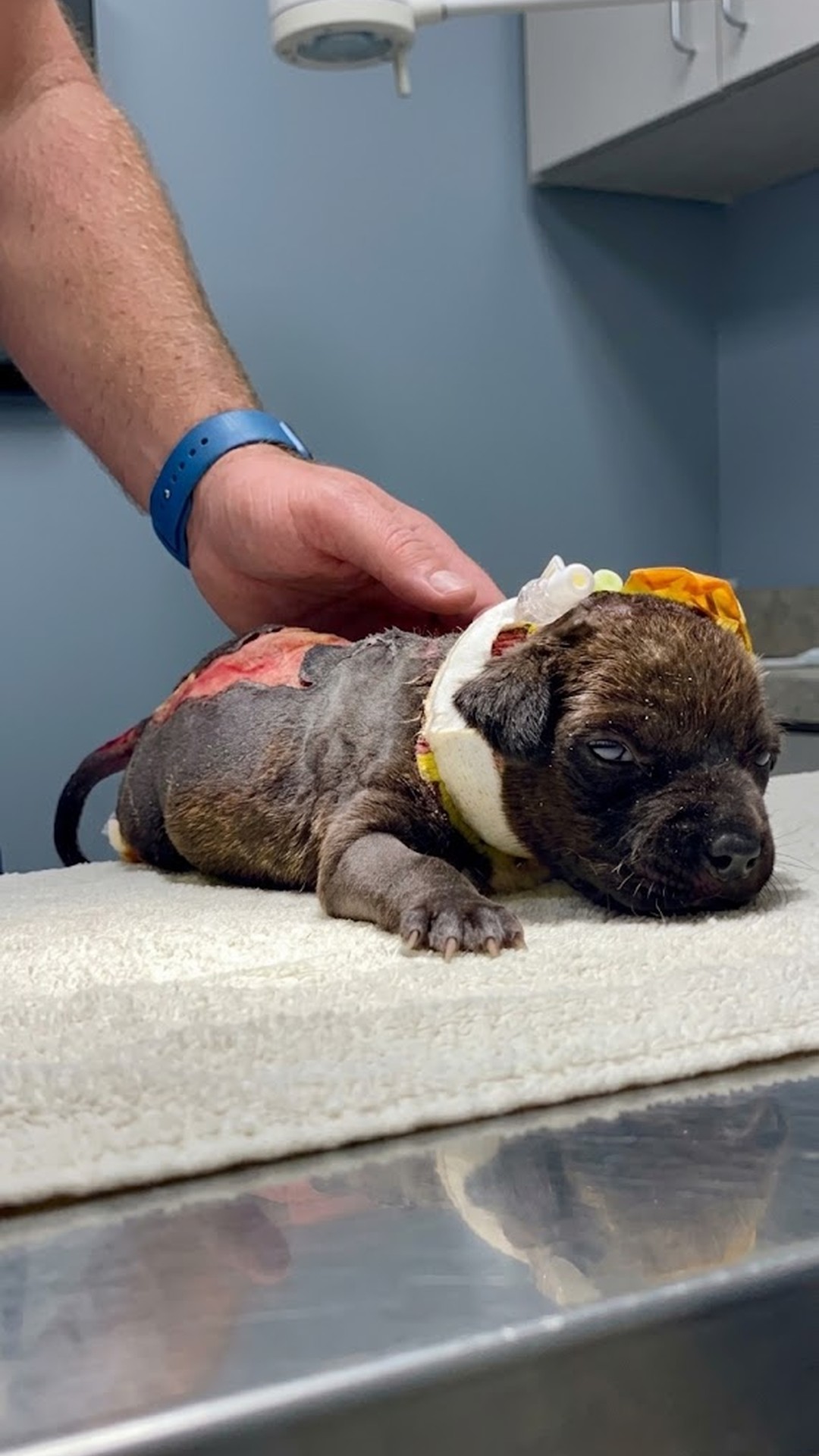 Puppy Named Hope Takes First Steps After Rescue from Dumpster