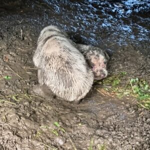 From Fear to Freedom: A Dog's Journey in Just 48 Hours