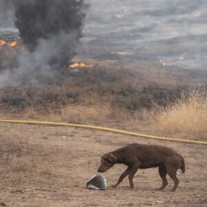 A Firefighter's Search Leads to a Lost Dog's Safe Return