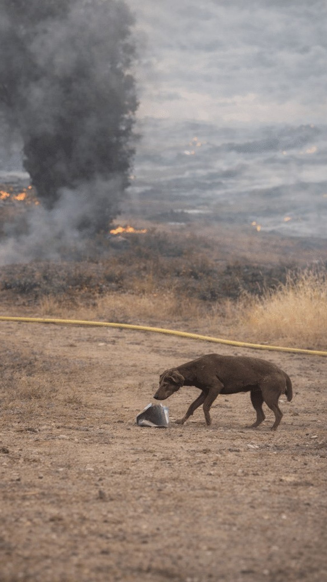 A Firefighter's Search Leads to a Lost Dog's Safe Return